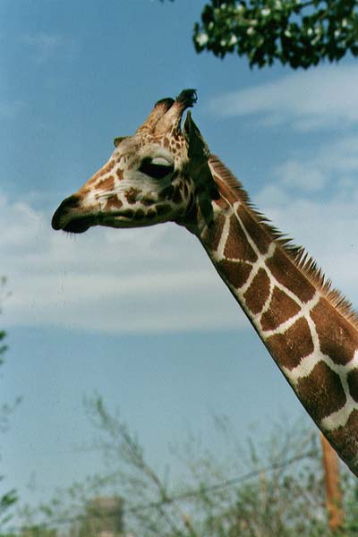 Giraffe - [Photo by Tim Knight]